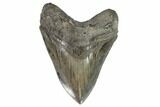 Fossil Megalodon Tooth - Serrated Blade #101488-1